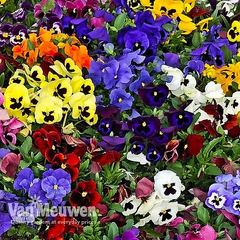 Pansy 'Universal Mixed' F1 Hybrid 4 Pansy 'Universal Mixed' F1 Hybrid - Image 4