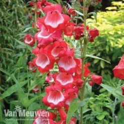 Penstemon 'Ice Cream Collection' -Urban Lucky Shop PENS V18183 A1