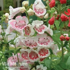 Penstemon 'Ice Cream Collection' -Urban Lucky Shop PENS V18184 A1
