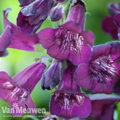 Penstemon 'Ice Cream Collection' -Urban Lucky Shop PENS V48835 A1