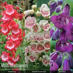Penstemon 'Ice Cream Collection' -Urban Lucky Shop PENS V48836 A