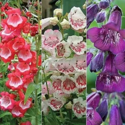 Penstemon 'Ice Cream Collection' -Urban Lucky Shop PENS V48836 NOW1