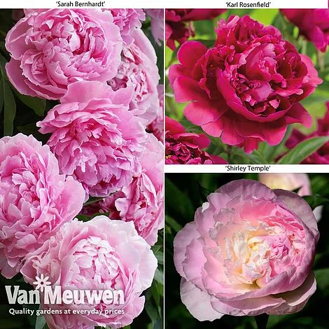 Peony Collection 1 Peony Collection