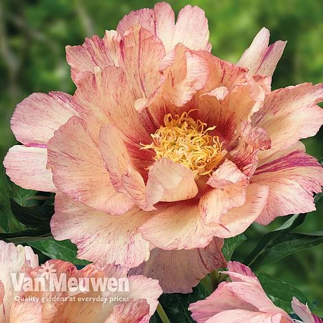 Peony Itoh 'Lollipop' 1 Peony Itoh 'Lollipop'
