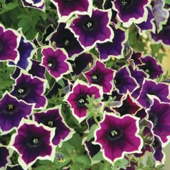Petunia 'Cascadia Rim Magenta'