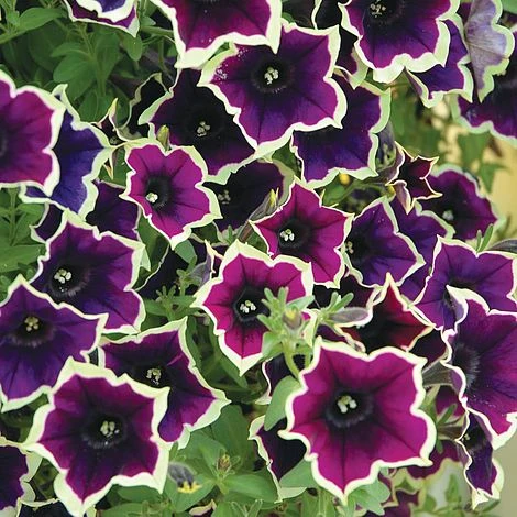 Petunia 'Cascadia Rim Magenta' 1 Petunia 'Cascadia Rim Magenta'