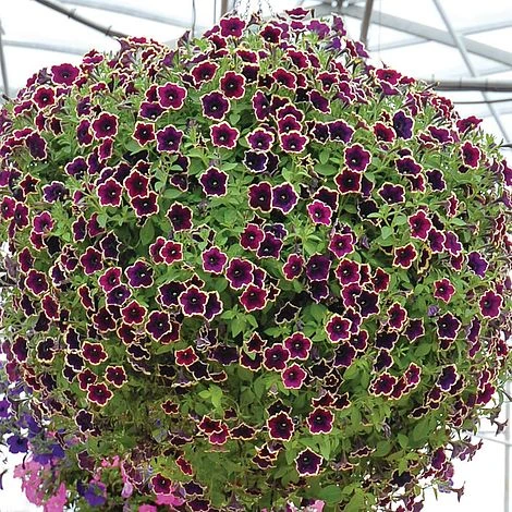 Petunia 'Cascadia Rim Magenta' 2 Petunia 'Cascadia Rim Magenta' - Image 2