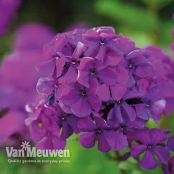 Phlox 'Nicky' -Urban Lucky Shop PHLO 61435 C