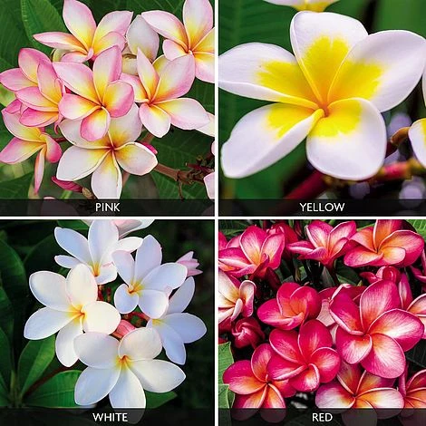 Plumeria Collection 1 Plumeria Collection