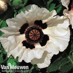 Poppy 'Checkers' -Urban Lucky Shop POPP V65708C C