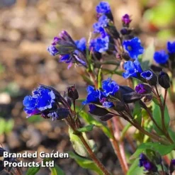 Pulmonaria 'Blue Ensign' -Urban Lucky Shop PULM T62252 C