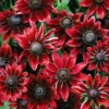 Rudbeckia Hirta 'Cherry Brandy'