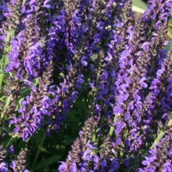 Salvia Nemorosa 'Marcus'