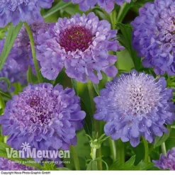 Scabious 'Blue Note' -Urban Lucky Shop SCAB V11581 B1