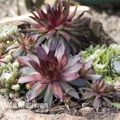Sempervivum 'Mixed' -Urban Lucky Shop SEMP V65856 A