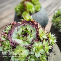 Sempervivum 'Mixed' -Urban Lucky Shop SEMP V65856 B