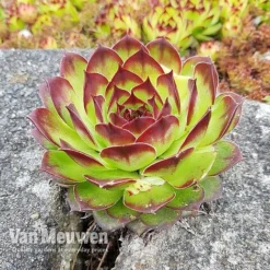 Sempervivum 'Mixed' -Urban Lucky Shop SEMP V65856 C