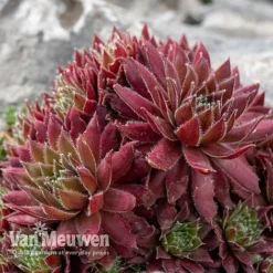 Sempervivum 'Mixed' -Urban Lucky Shop SEMP V65856 D