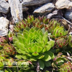 Sempervivum 'Mixed' -Urban Lucky Shop SEMP V65856 E