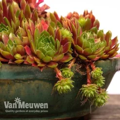 Sempervivum 'Mixed' -Urban Lucky Shop SEMP V65856 F