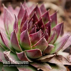 Sempervivum 'Mixed' -Urban Lucky Shop SEMP V65856 G