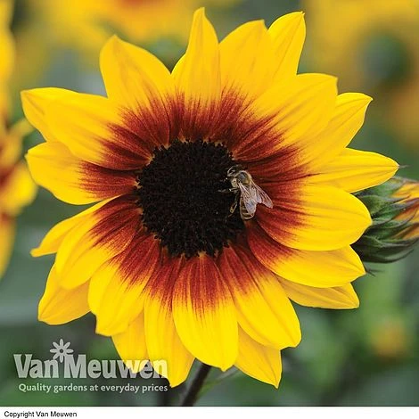 Sunflower SunBelievable™ 'Brown Eyed Girl' 3 Sunflower SunBelievable™ 'Brown Eyed Girl' - Image 3