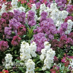 Stocks 'Brompton' 5 Stocks 'Brompton' -Urban Lucky Shop Stocks Brompton