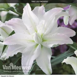Tree Lily 'Crystal Collection' -Urban Lucky Shop TREE 70647 C