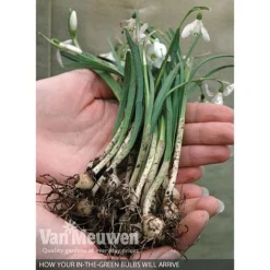 Spring Bulbs In The Green Collection -Urban Lucky Shop V59885 B