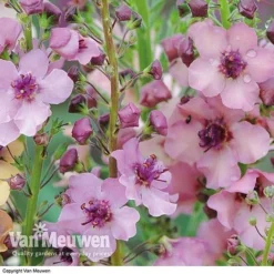 Verbascum X Hybrida 'Southern Charm' -Urban Lucky Shop VERB V59782 C