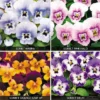 Viola 'Sorbet Collection'