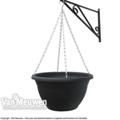 Pansy 'Universal Mixed' F1 Hybrid 9 Pansy 'Universal Mixed' F1 Hybrid -Urban Lucky Shop VM Pre PlantedBasket1