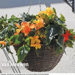 Geranium 'Balcon Mix' Pre-Planted Basket -Urban Lucky Shop VM PrePlantedRattanBasket6