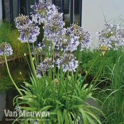Agapanthus 'Fireworks' -Urban Lucky Shop VM1