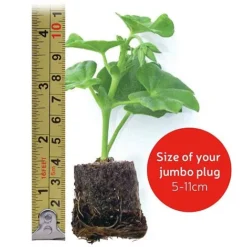 Penstemon 'Ice Cream Collection' -Urban Lucky Shop VM20jumboplugsize107