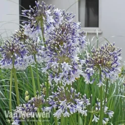 Agapanthus 'Fireworks' -Urban Lucky Shop VM3