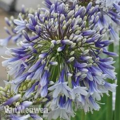 Agapanthus 'Fireworks' -Urban Lucky Shop VM4