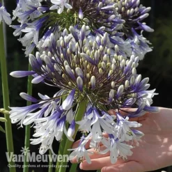 Agapanthus 'Fireworks' -Urban Lucky Shop VM5