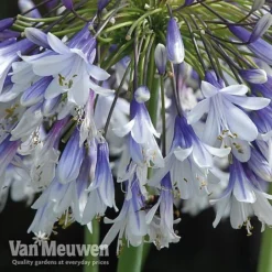 Agapanthus 'Fireworks' -Urban Lucky Shop VM6