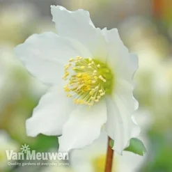 Hellebore 'Christmas Rose' 9 Hellebore 'Christmas Rose' -Urban Lucky Shop VM Copyright Image Example21