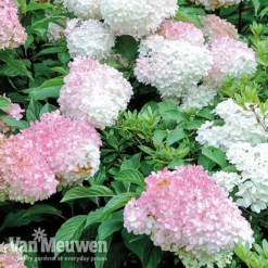 Hydrangea Paniculata 'Vanille Fraise' -Urban Lucky Shop VMvan2