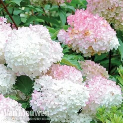 Hydrangea Paniculata 'Vanille Fraise' -Urban Lucky Shop VMvanil