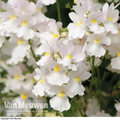 White Basket Duo Collection 6 White Basket Duo Collection -Urban Lucky Shop WHIT V17021 C