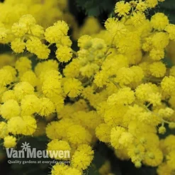 Acacia Dealbata -Urban Lucky Shop acacia dealbata mimosa 4