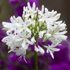 Agapanthus Africanus 'Albus' -Urban Lucky Shop albus3