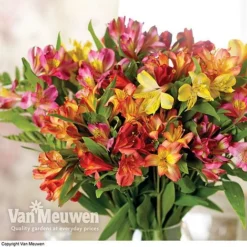 Alstroemeria 'Garden Hybrids' -Urban Lucky Shop alst gard hyb3