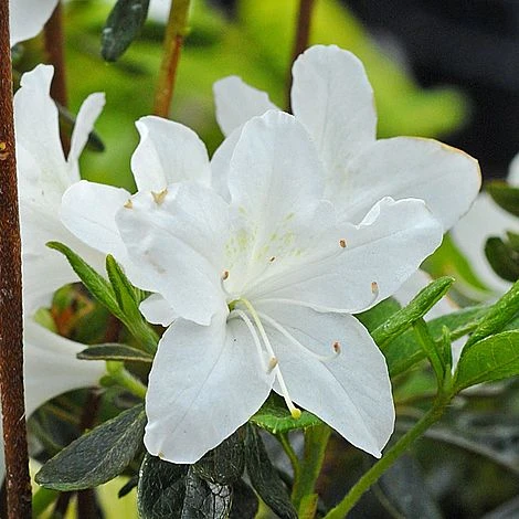 Azalea Japonica 'Snow White' (Patio Standard) 2 Azalea Japonica 'Snow White' (Patio Standard) - Image 2