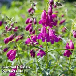 Penstemon 'Ice Cream Collection' -Urban Lucky Shop blckberries