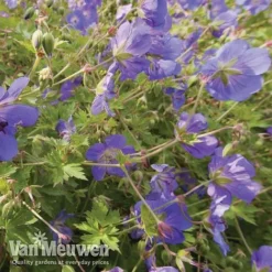Geranium 'Brookside' -Urban Lucky Shop brooks4