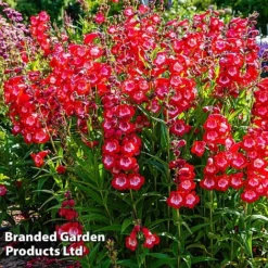 Penstemon 'Ice Cream Collection' -Urban Lucky Shop cherry1
